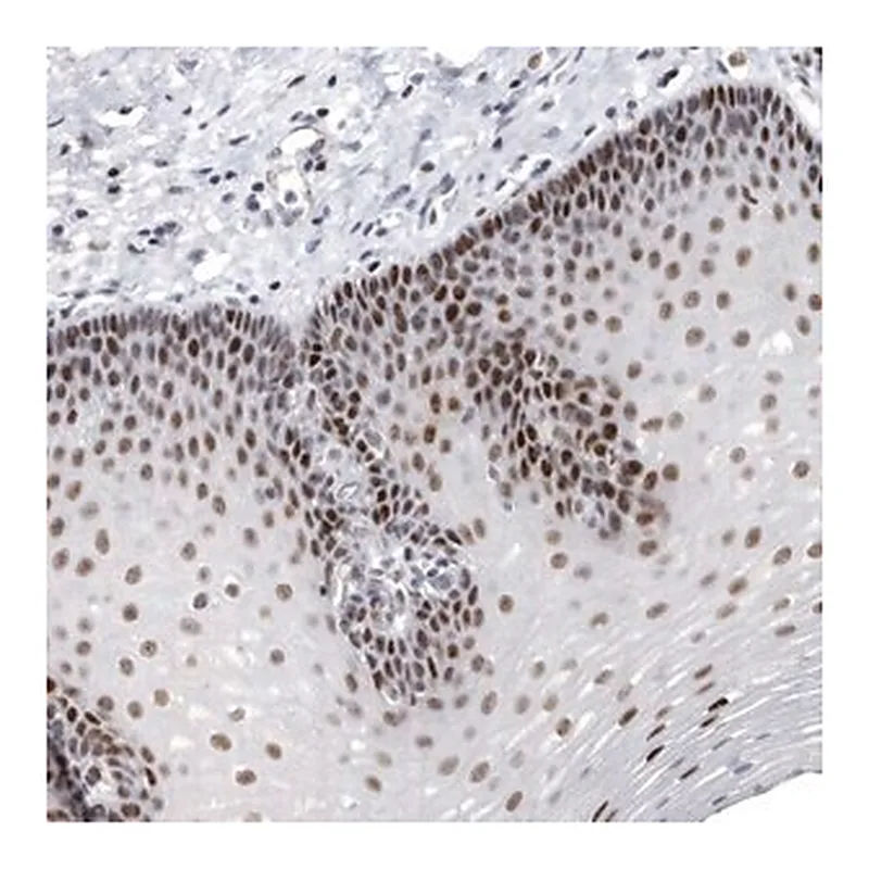 Merck Anti-WRAP73 antibody produced in rabbit
