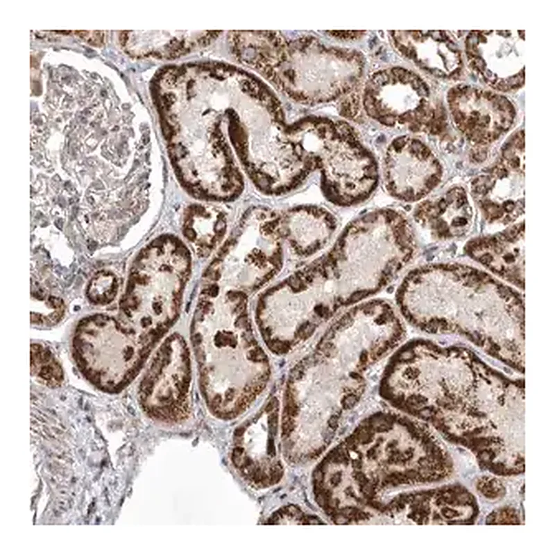 Merck Anti-MPZL1 antibody produced in rabbit