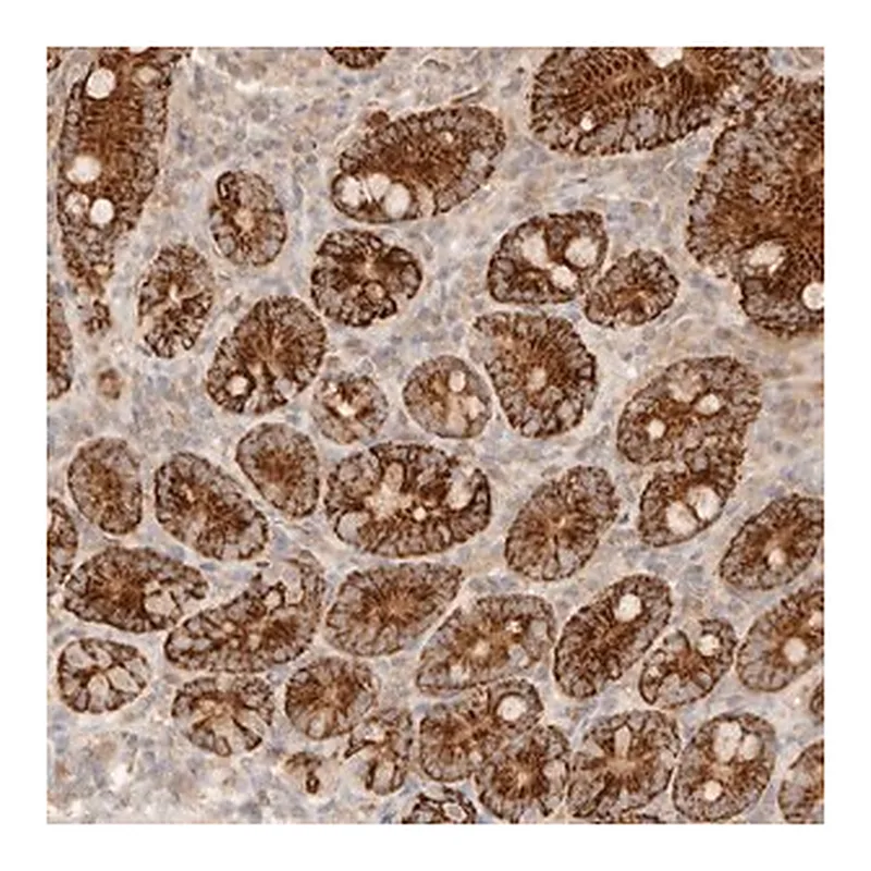 Merck Anti-TMTC2 antibody produced in rabbit