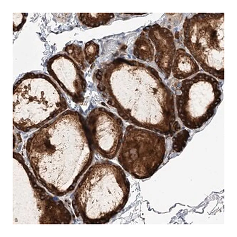 Merck Anti-NFATC4 antibody produced in rabbit