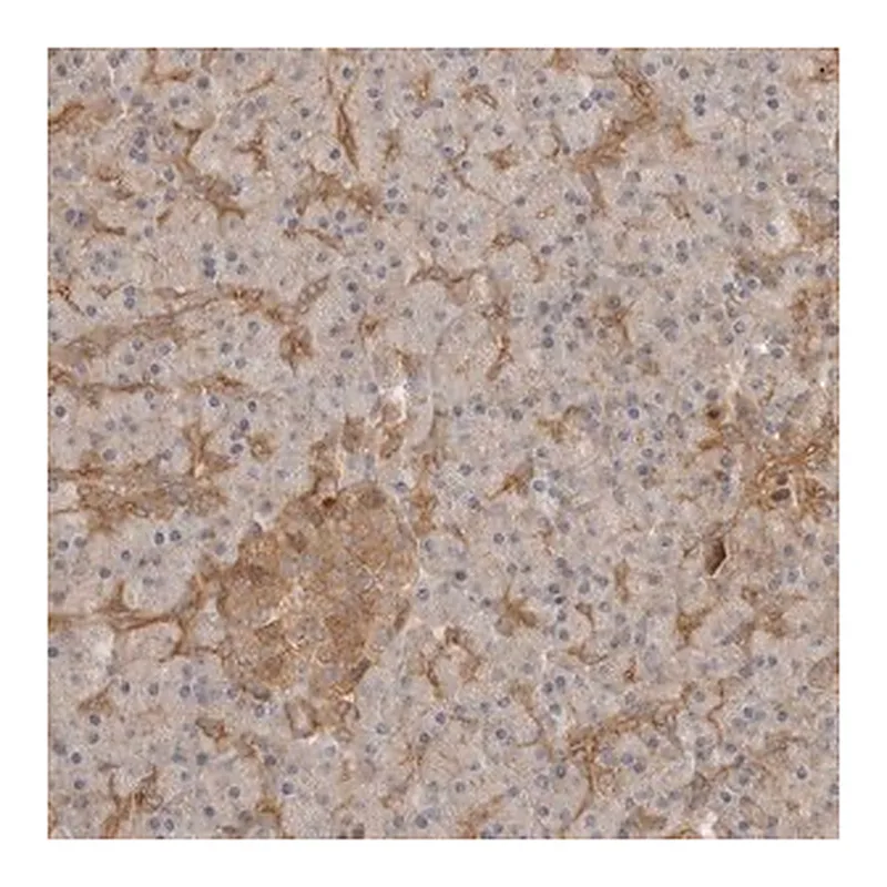 Merck Anti-CLDN12 antibody produced in rabbit