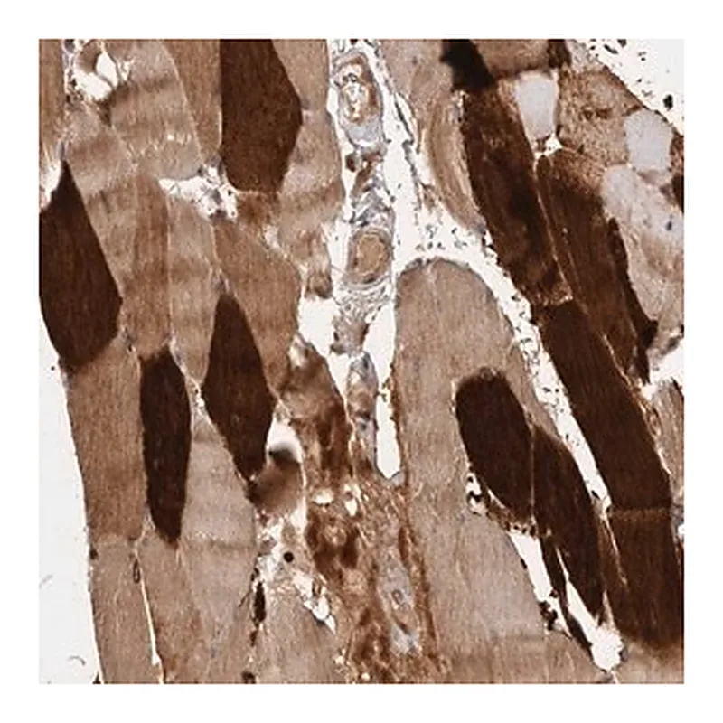 Merck Anti-VN1R4 antibody produced in rabbit