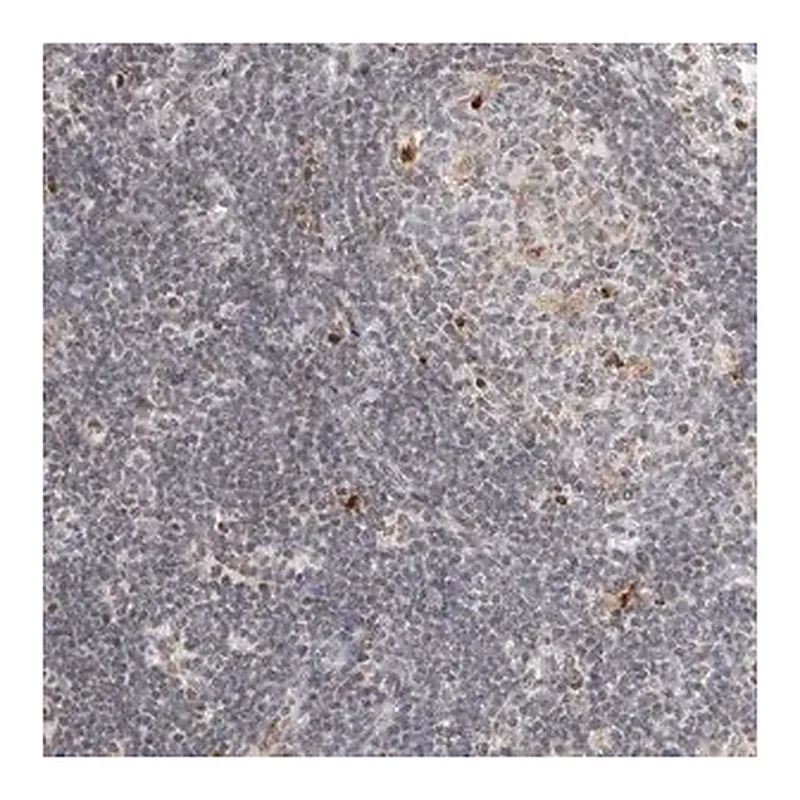 Merck Anti-C1orf162 antibody produced in rabbit
