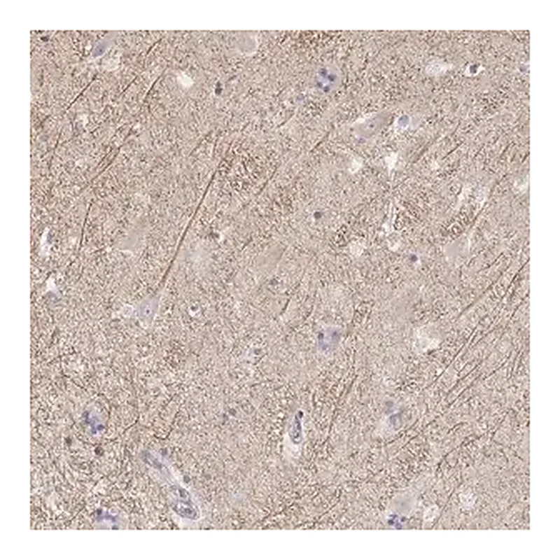 Merck Anti-KCNJ12 antibody produced in rabbit