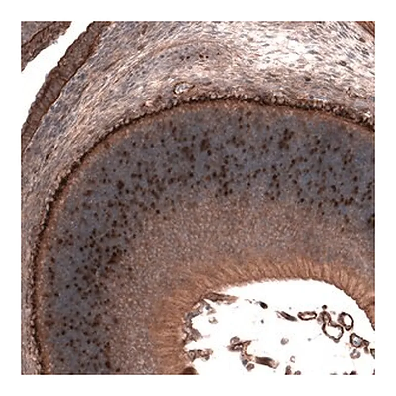 Merck Anti-ATOH7 antibody produced in rabbit