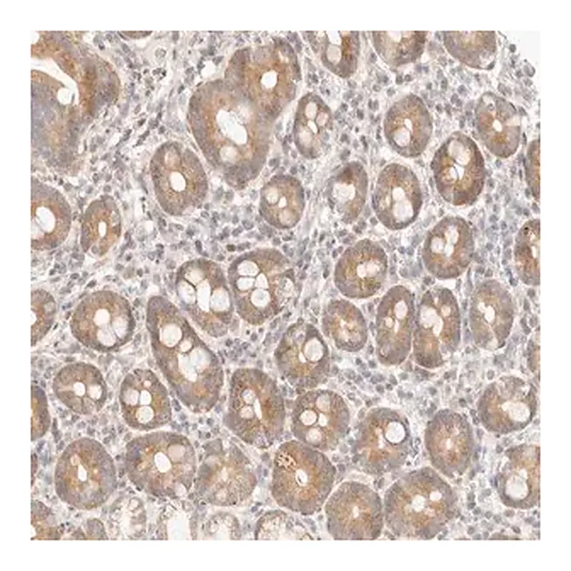 Merck Anti-ASCL3 antibody produced in rabbit