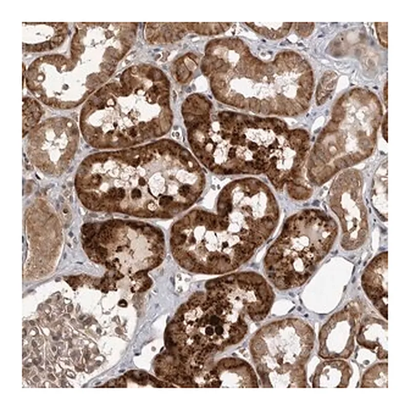 Merck Anti-WNT16 antibody produced in rabbit