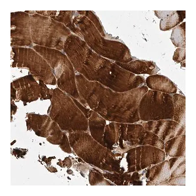 Merck Anti-GPR31 antibody produced in rabbit
