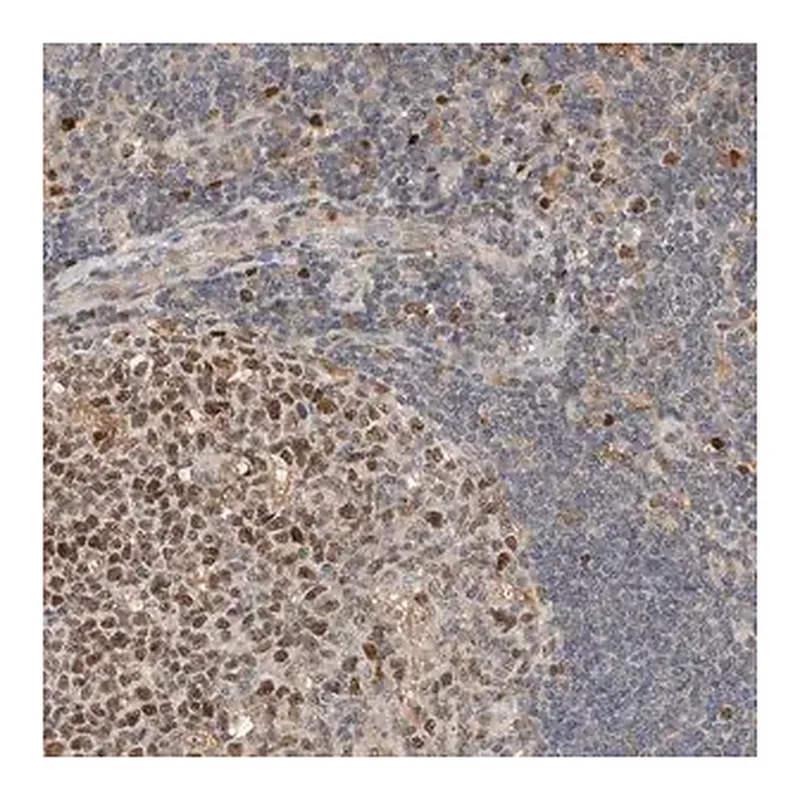 Merck Anti-CSNK1G3 antibody produced in rabbit