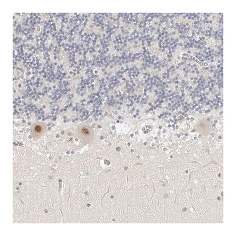 Merck Anti-TSEN2 antibody produced in rabbit