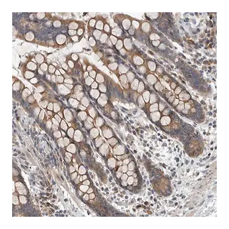 Merck Anti-TMEM199 antibody produced in rabbit