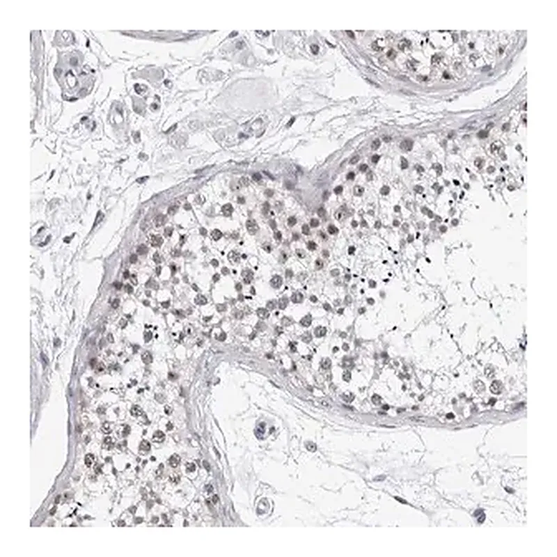 Merck Anti-GNL2 antibody produced in rabbit