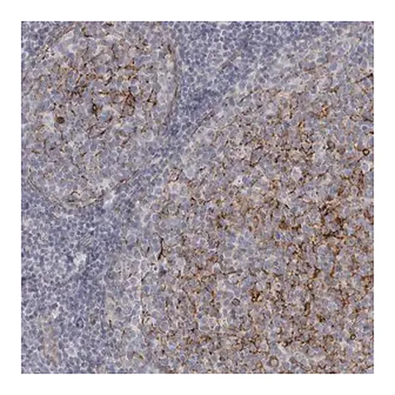Merck Anti-VANGL2 antibody produced in rabbit