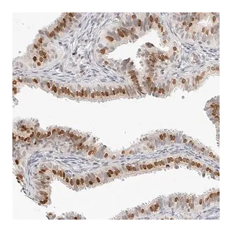 Merck Anti-SPIDR antibody produced in rabbit