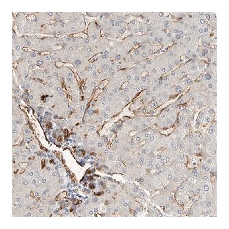 Merck Anti-JMJD4 antibody produced in rabbit