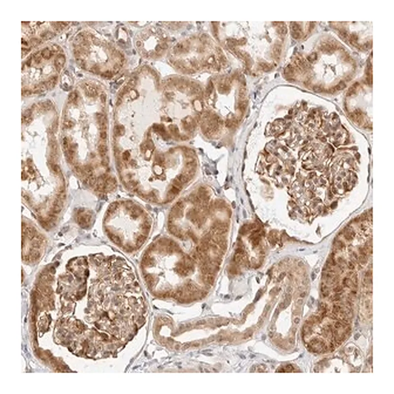 Merck Anti-GORAB antibody produced in rabbit