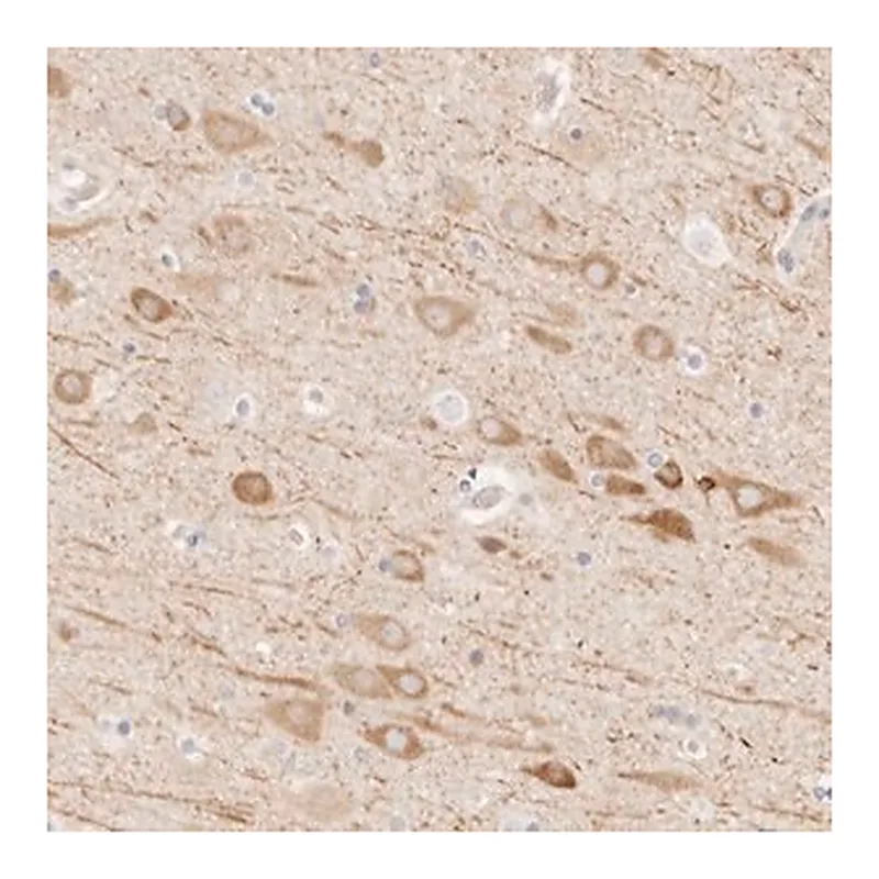 Merck Anti-UBXN10 antibody produced in rabbit