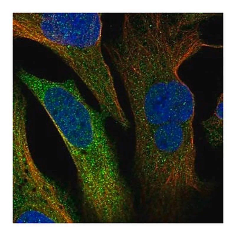 Merck Anti-ERRFI1 antibody produced in rabbit