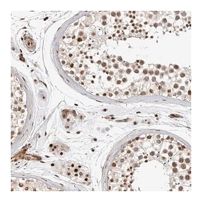 Merck Anti-GPATCH2 antibody produced in rabbit