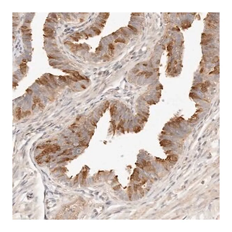 Merck Anti-UBXN10 antibody produced in rabbit