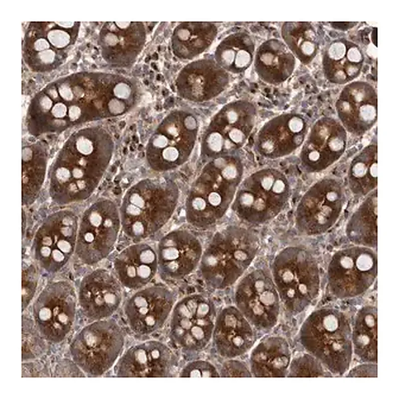 Merck Anti-FLAD1 antibody produced in rabbit