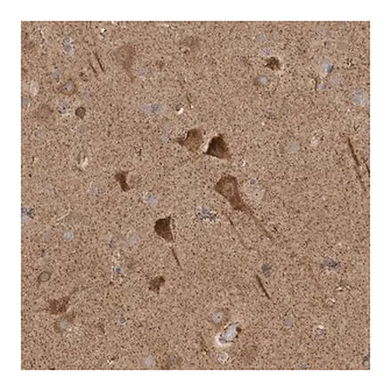 Merck Anti-KIF21B antibody produced in rabbit
