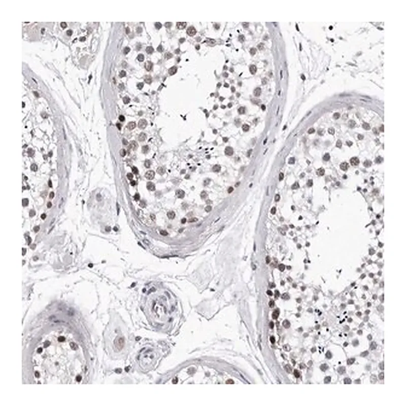 Merck Anti-SF3B4 antibody produced in rabbit