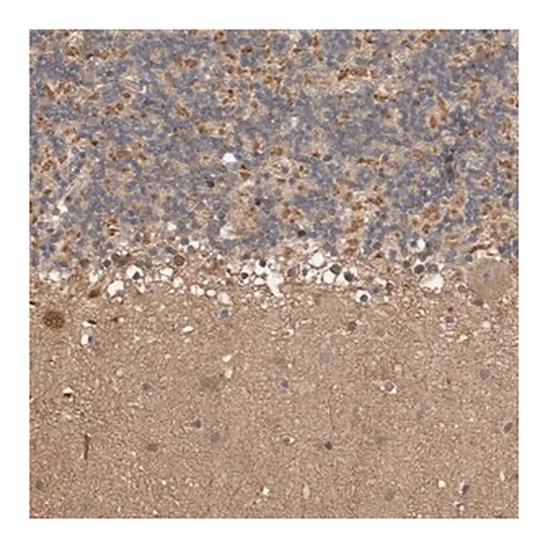 Merck Anti-KIF26B antibody produced in rabbit