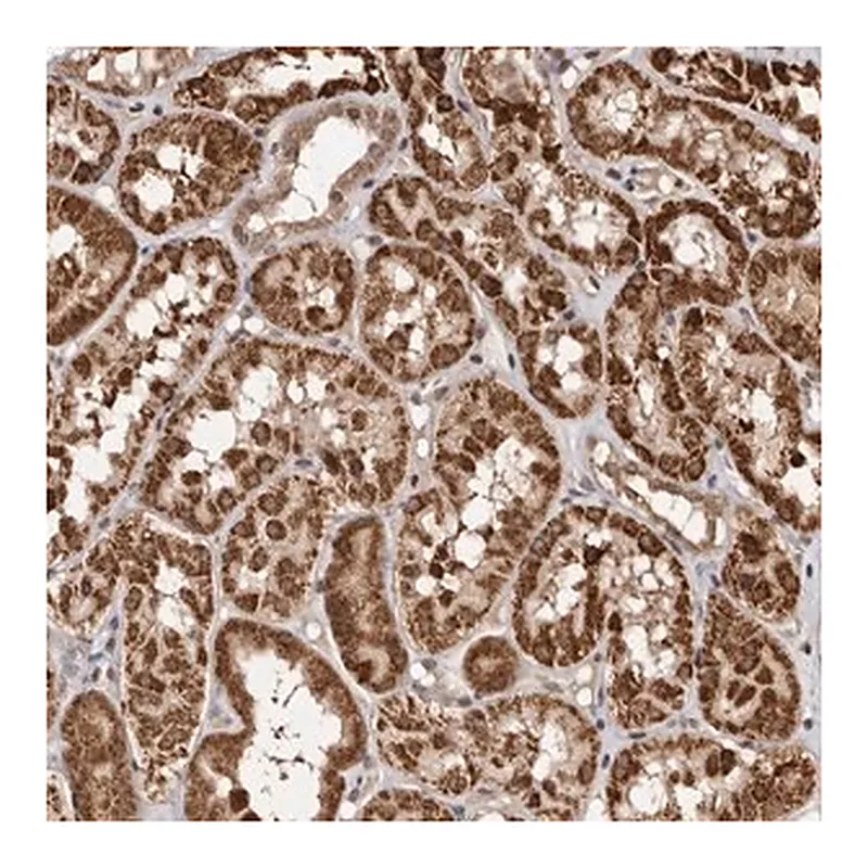 Merck Anti-CCDC190 antibody produced in rabbit