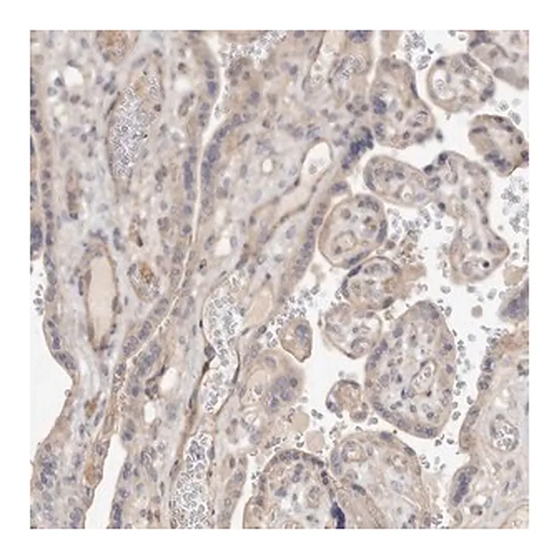 Merck Anti-ADAMTS9 antibody produced in rabbit