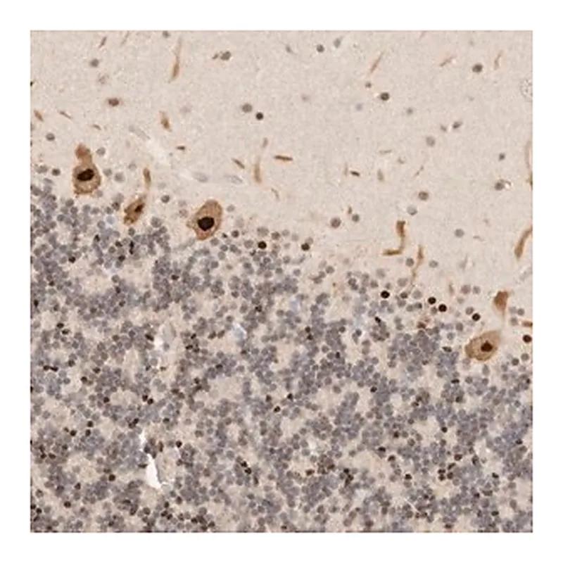 Merck Anti-GPBP1L1 antibody produced in rabbit