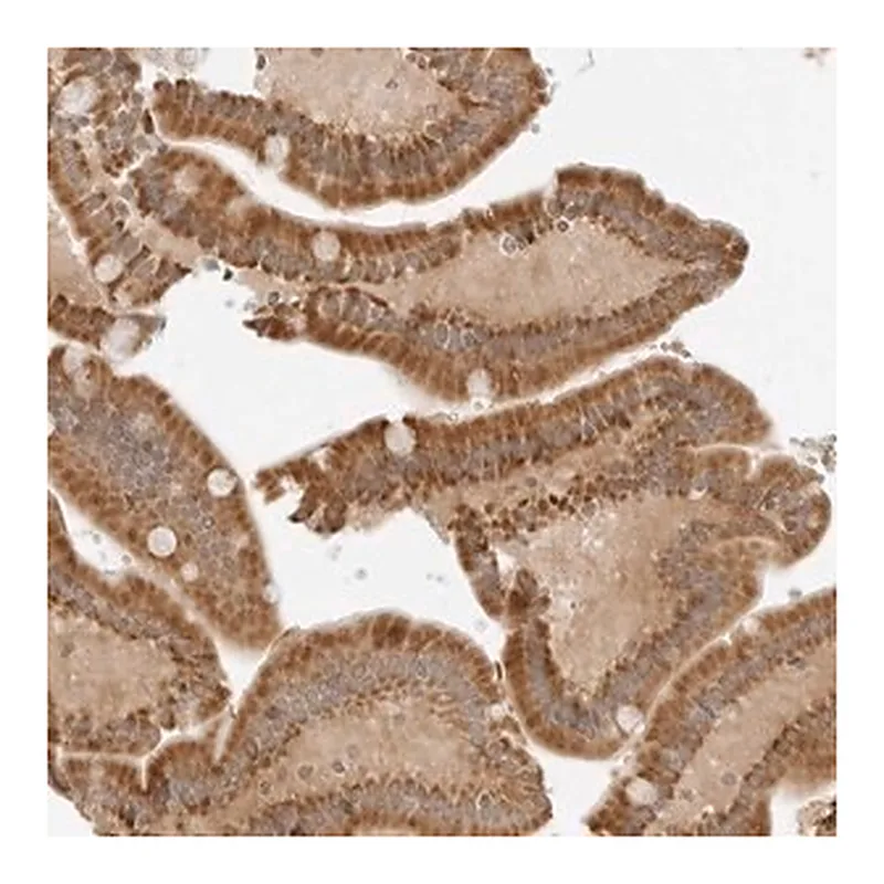 Merck Anti-IQCC antibody produced in rabbit
