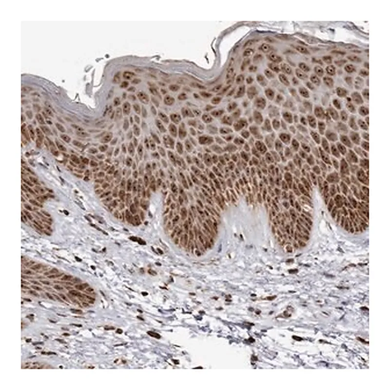Merck Anti-RBM34 antibody produced in rabbit