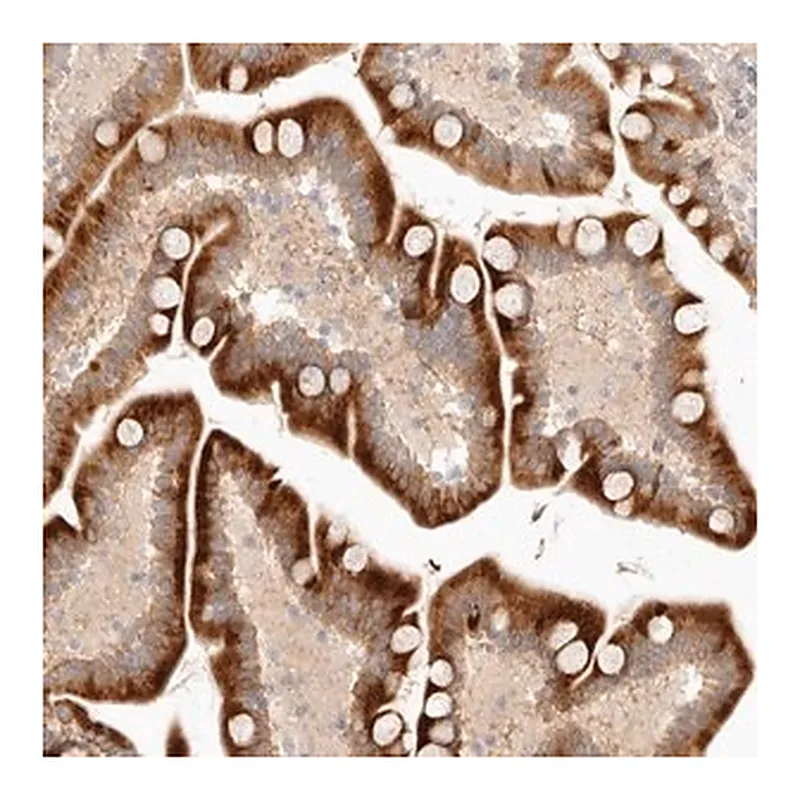 Merck Anti-UBXN11 antibody produced in rabbit
