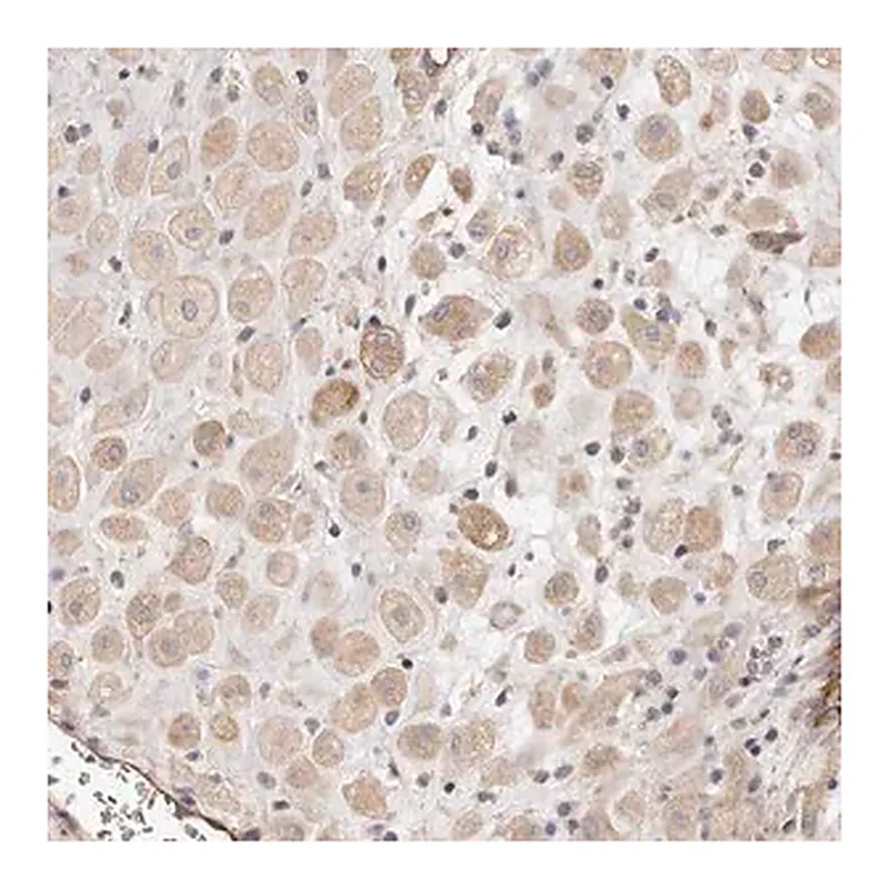 Merck Anti-ADAMTS9 antibody produced in rabbit