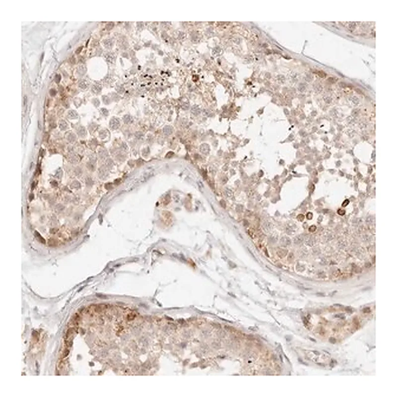Merck Anti-GPR156 antibody produced in rabbit