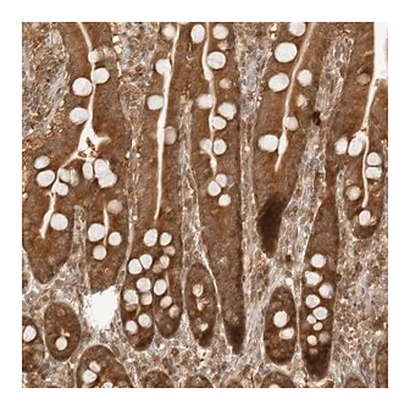 Merck Anti-PRRC2C antibody produced in rabbit
