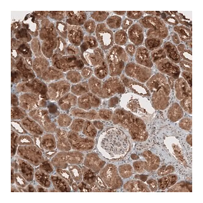 Merck Anti-RAB11FIP3 antibody produced in rabbit