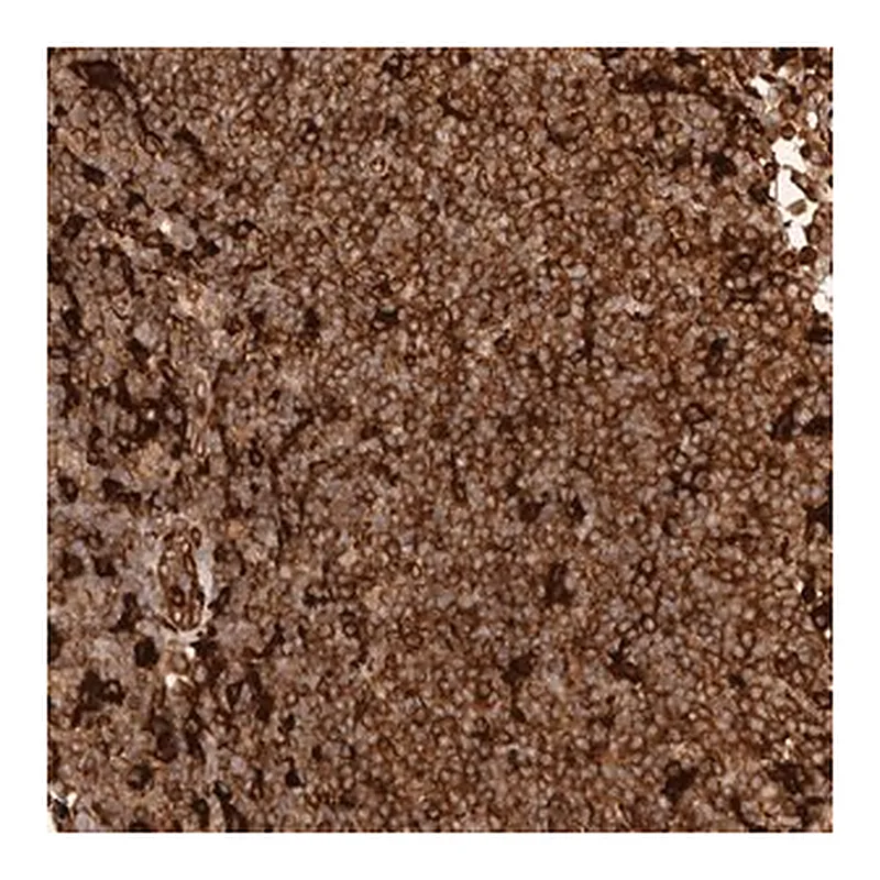 Merck Anti-GBP5 antibody produced in rabbit