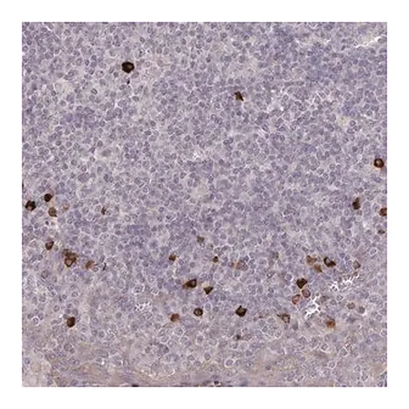 Merck Anti-HCAR2 antibody produced in rabbit