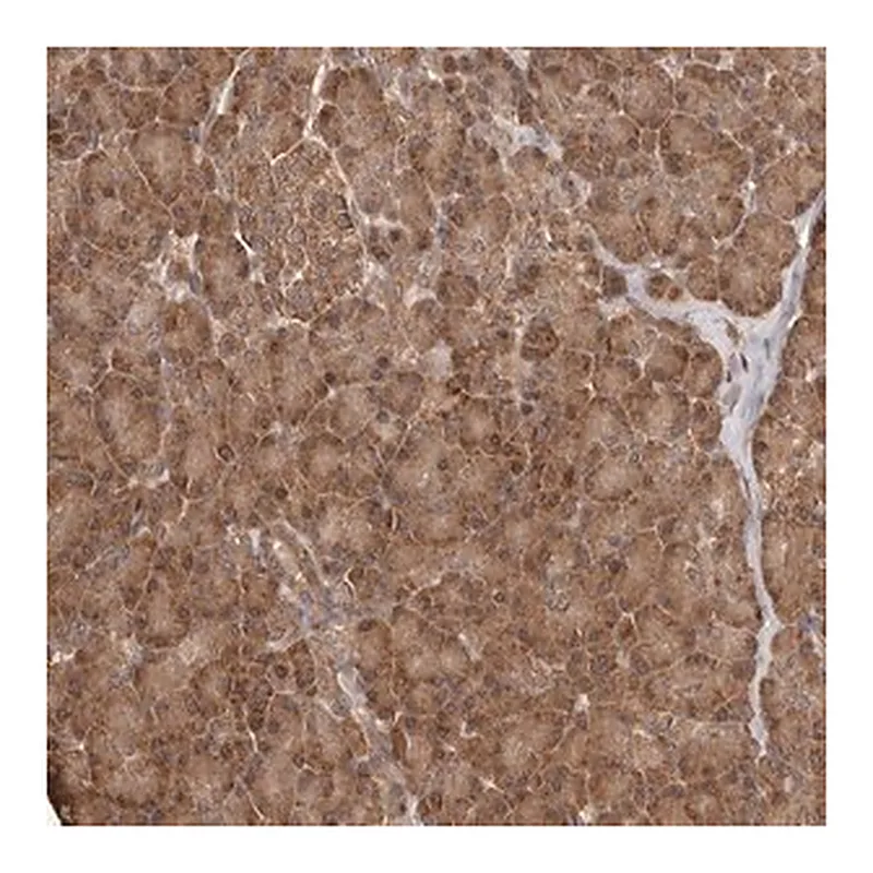 Merck Anti-RWDD1 antibody produced in rabbit