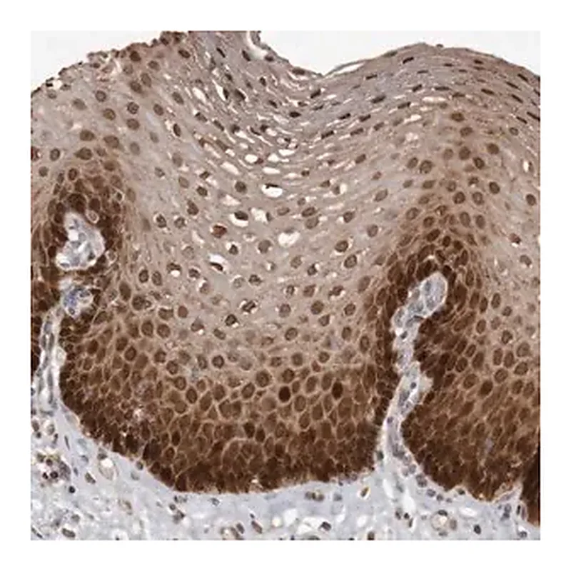 Merck Anti-GCH1 antibody produced in rabbit