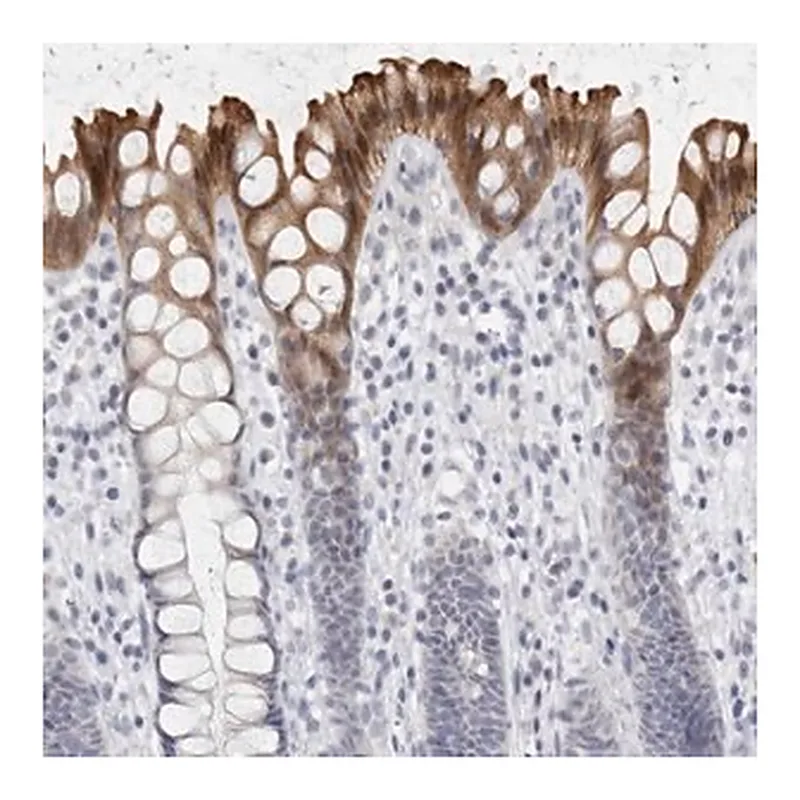 Merck Anti-DNAJC11 antibody produced in rabbit