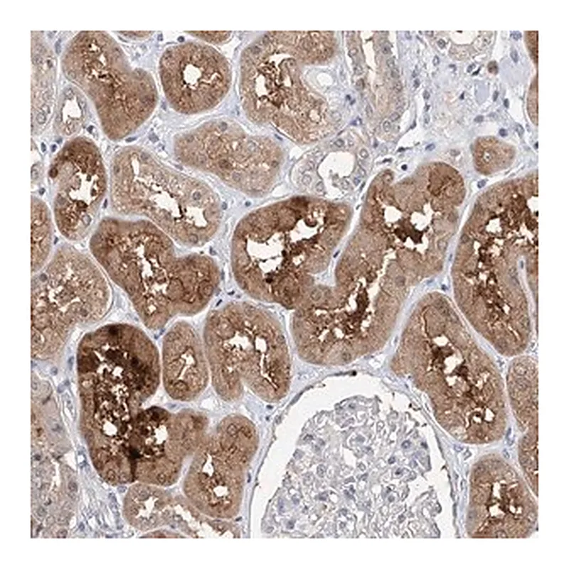 Merck Anti-FUCA2 antibody produced in rabbit