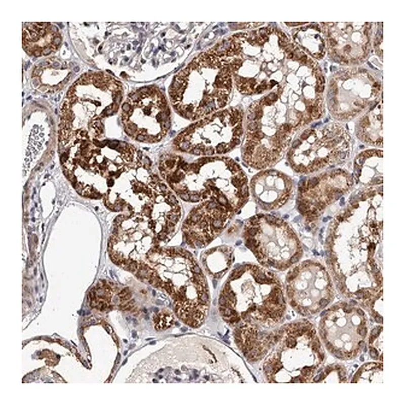 Merck Anti-RSC1A1 antibody produced in rabbit