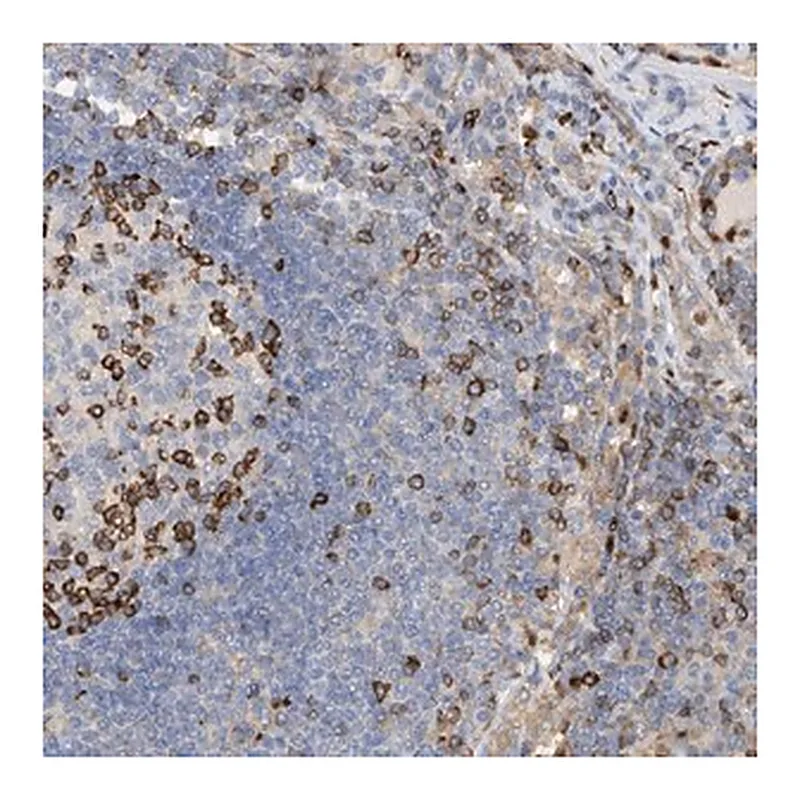 Merck Anti-PHACTR2 antibody produced in rabbit