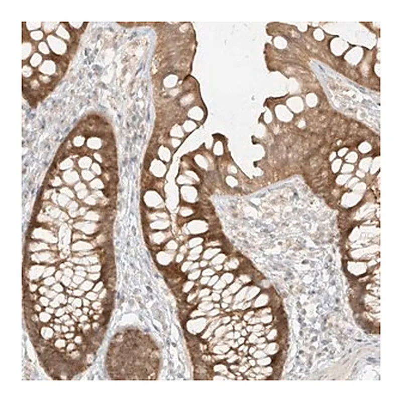 Merck Anti-MIPEP antibody produced in rabbit