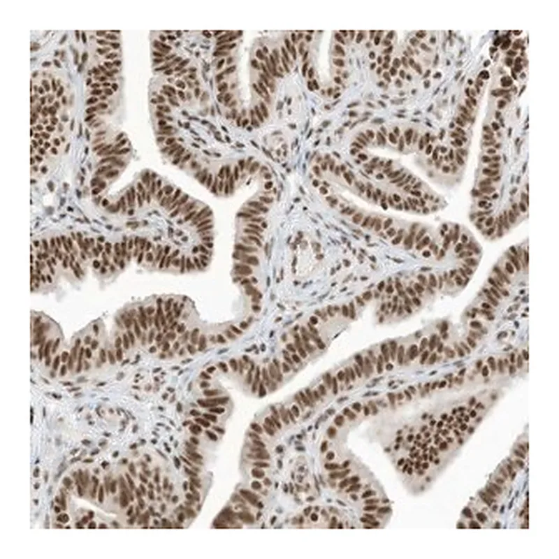 Merck Anti-SF3A3 antibody produced in rabbit