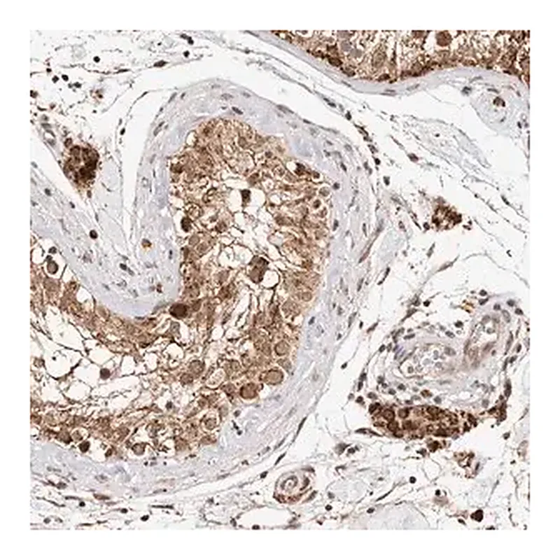 Merck Anti-SEC14L1 antibody produced in rabbit