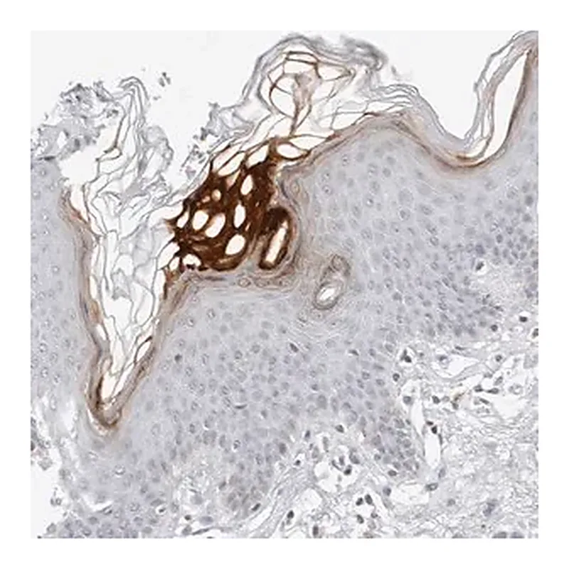 Merck Anti-FLG2 antibody produced in rabbit